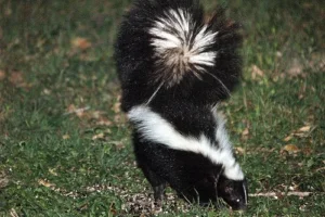 Skunk in grass